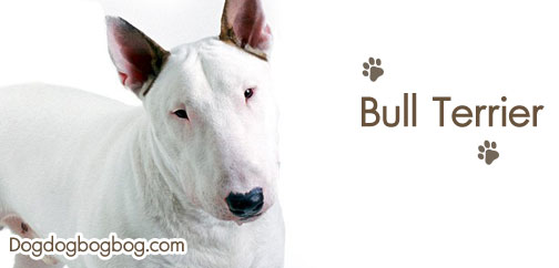 การดูแลเลี้ยงสุนัขพันธุ์บูลล์ เทอร์เรีย Bull terrier