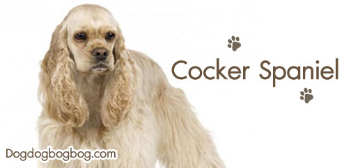 การดูแลเลี้ยงสุนัขพันธุ์ค็อกเกอร์ สแปเนียล Cocker Spaniel