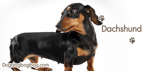 วิธีเลี้ยงสุนัขดัชชุัน dachshund