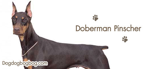 การเลี้ยงสุนัขสายโดเบอร์แมน พินสเชอร์Doberman Pinscher