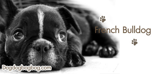 การเลี้ยงเฟรนซ์ บูลล์ด็อก French Bulldog