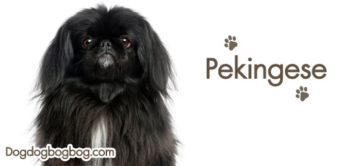 วิธีการเลี้ยงสุนัขสายพันธุ์ปักกิ่งPekingese