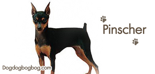 วิธีการเลี้ยงสุนัขสายพันธุ์พินเชอร์ Pinscher