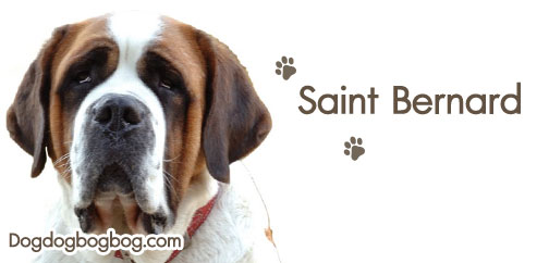 วิธีการเลี้ยงสุนัขสายพันธุ์เซนต์เบอร์นาร์ด Saint Bernard