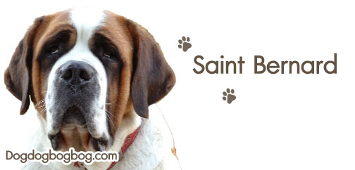 วิธีการเลี้ยงสุนัขสายพันธุ์เซนต์เบอร์นาร์ด Saint Bernard