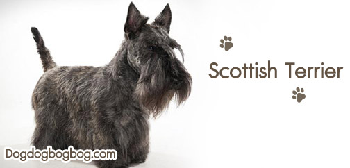 วิธีการเลี้ยงสุนัขสายพันธุ์สก๊อตทิช เทอร์เรีย scottish terrier