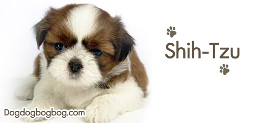 การเลี้ยงสุนัขสายพันธุ์ชิห์ สุ Shih Tzu