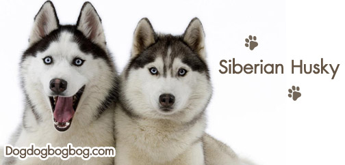 วิธีการเลี้ยงสุนัขสายพันธุ์ไซบีเรียน ฮัสกี้ Siberian Husky