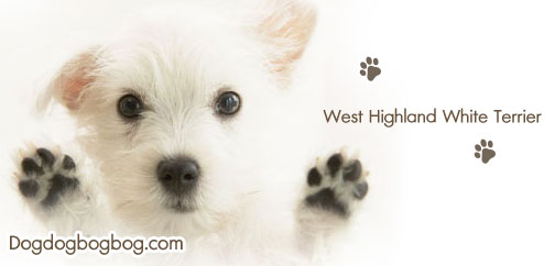 การเลี้ยงสุนัขพันธุ์West Highland White Terrier