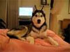 husky dog talking i love you