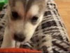 impossibly cute husky puppy first week